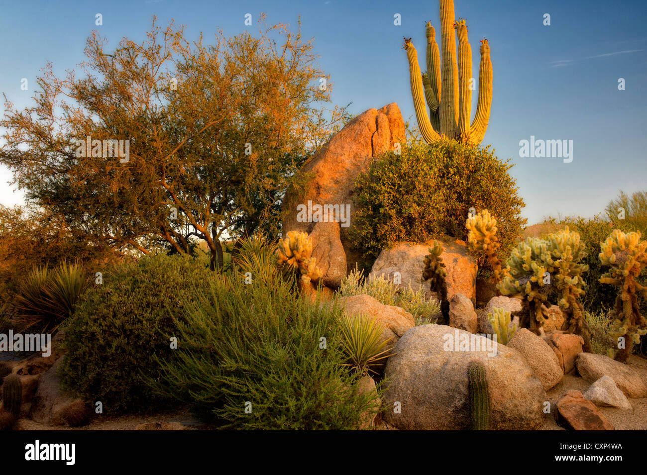 Jardin de cactus. Désert de Sonora. Arizona Banque D'Images