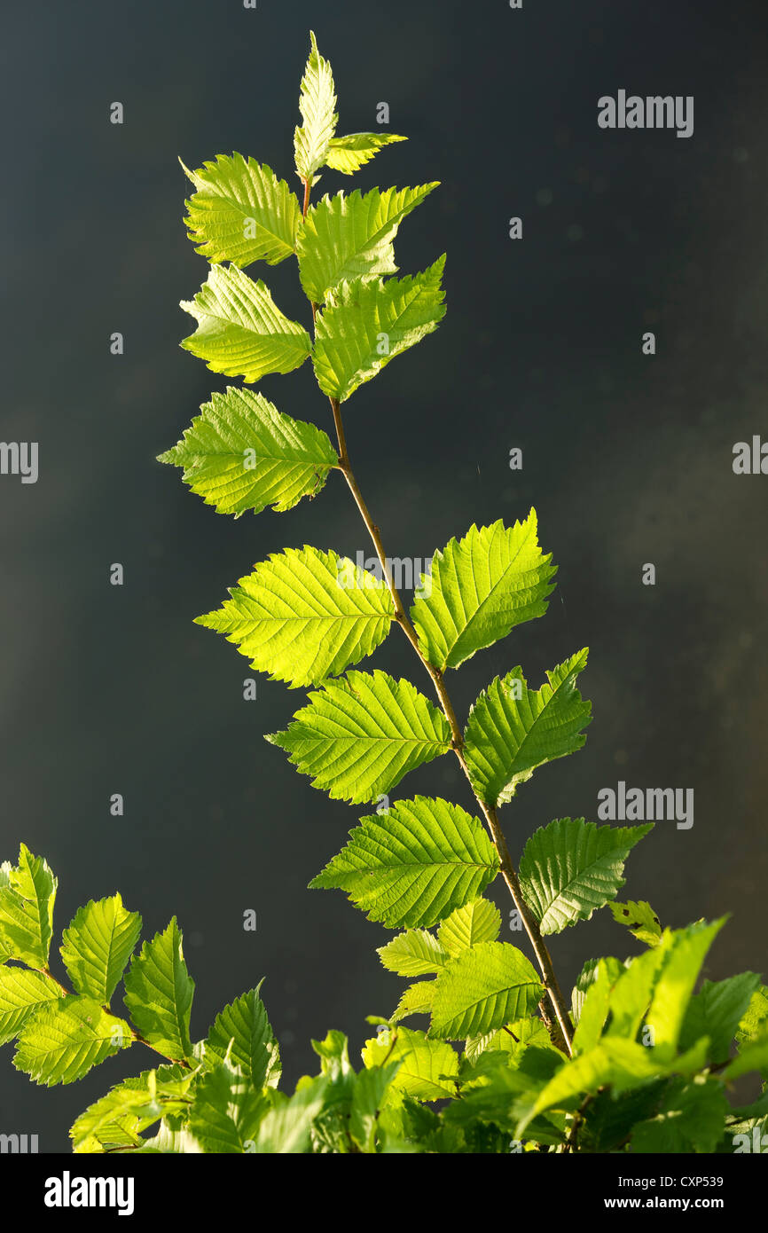L'orme (Ulmus) feuilles en été, Belgique Banque D'Images
