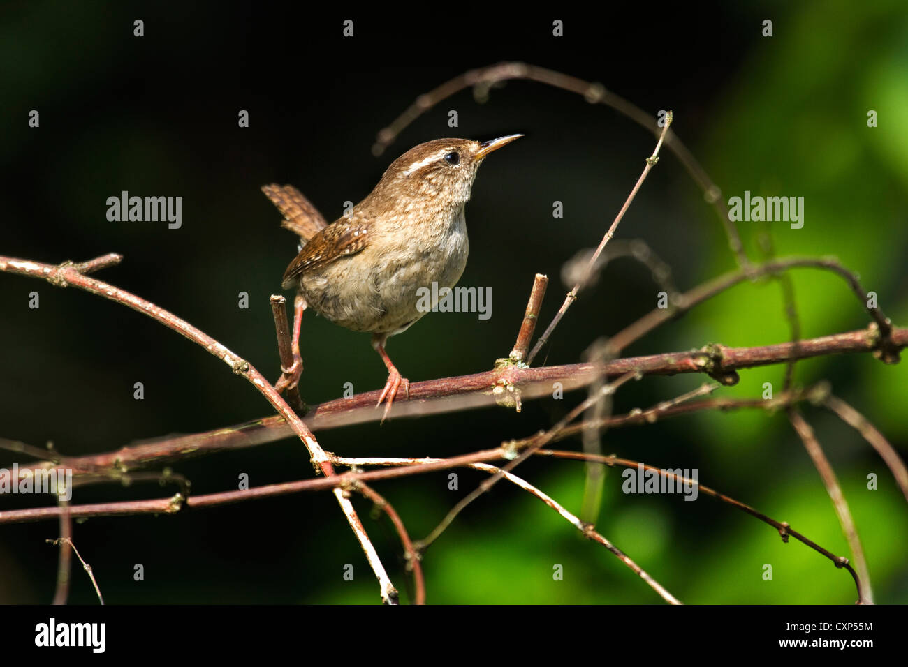 Troglodyte mignon (Troglodytes troglodytes) perchés dans bush, Belgique Banque D'Images