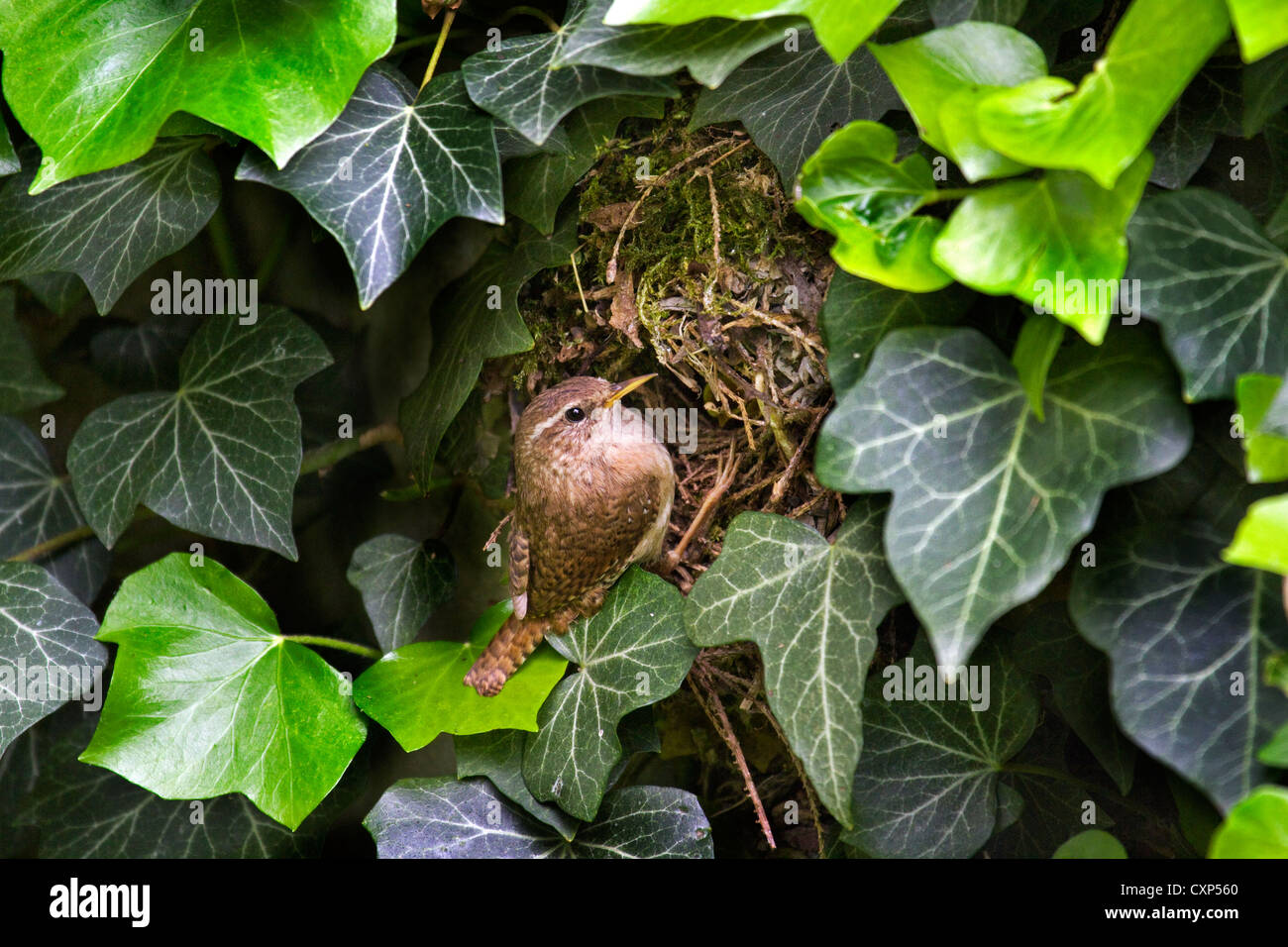 Troglodyte mignon (Troglodytes troglodytes) au nid caché dans le lierre, Belgique Banque D'Images