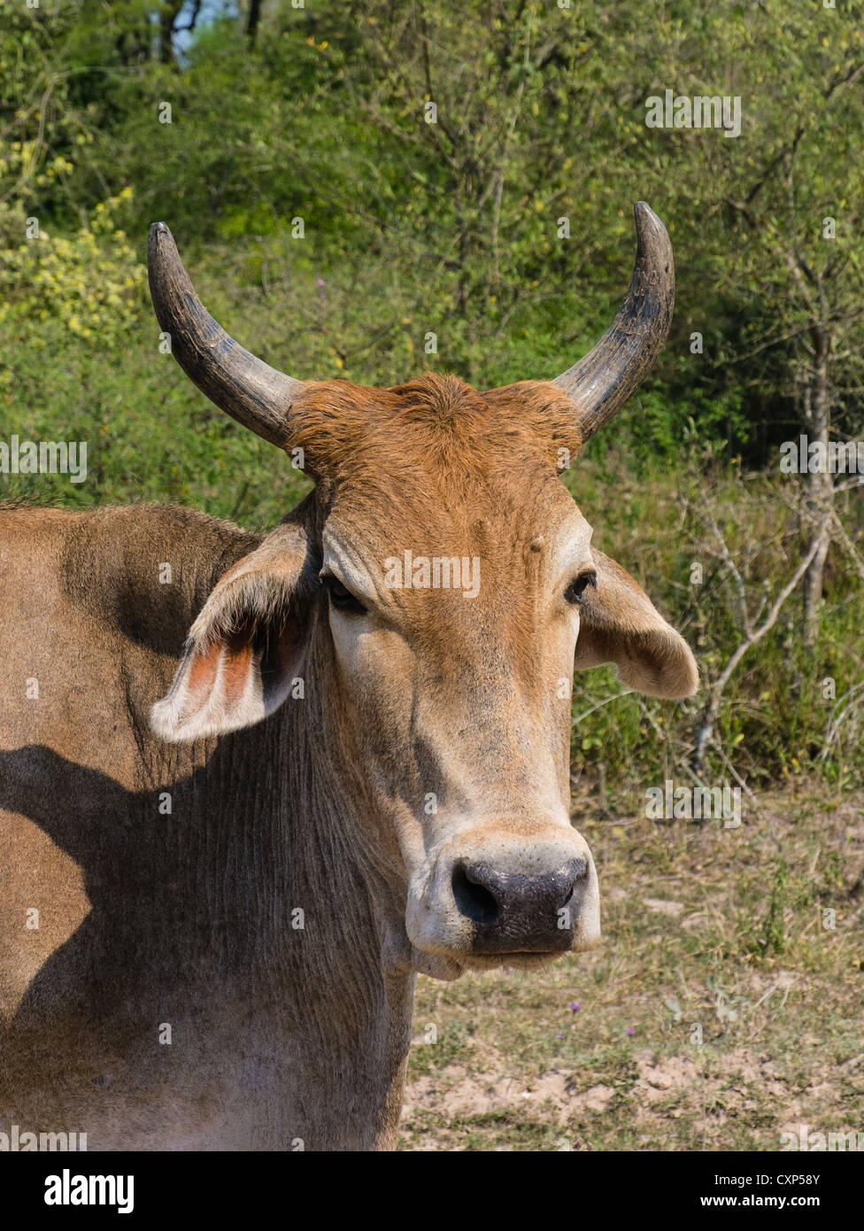 Vue rapprochée de la tête et des épaules et les cornes d'un taureau brahma dans la région du Chaco au Paraguay du nord. Banque D'Images
