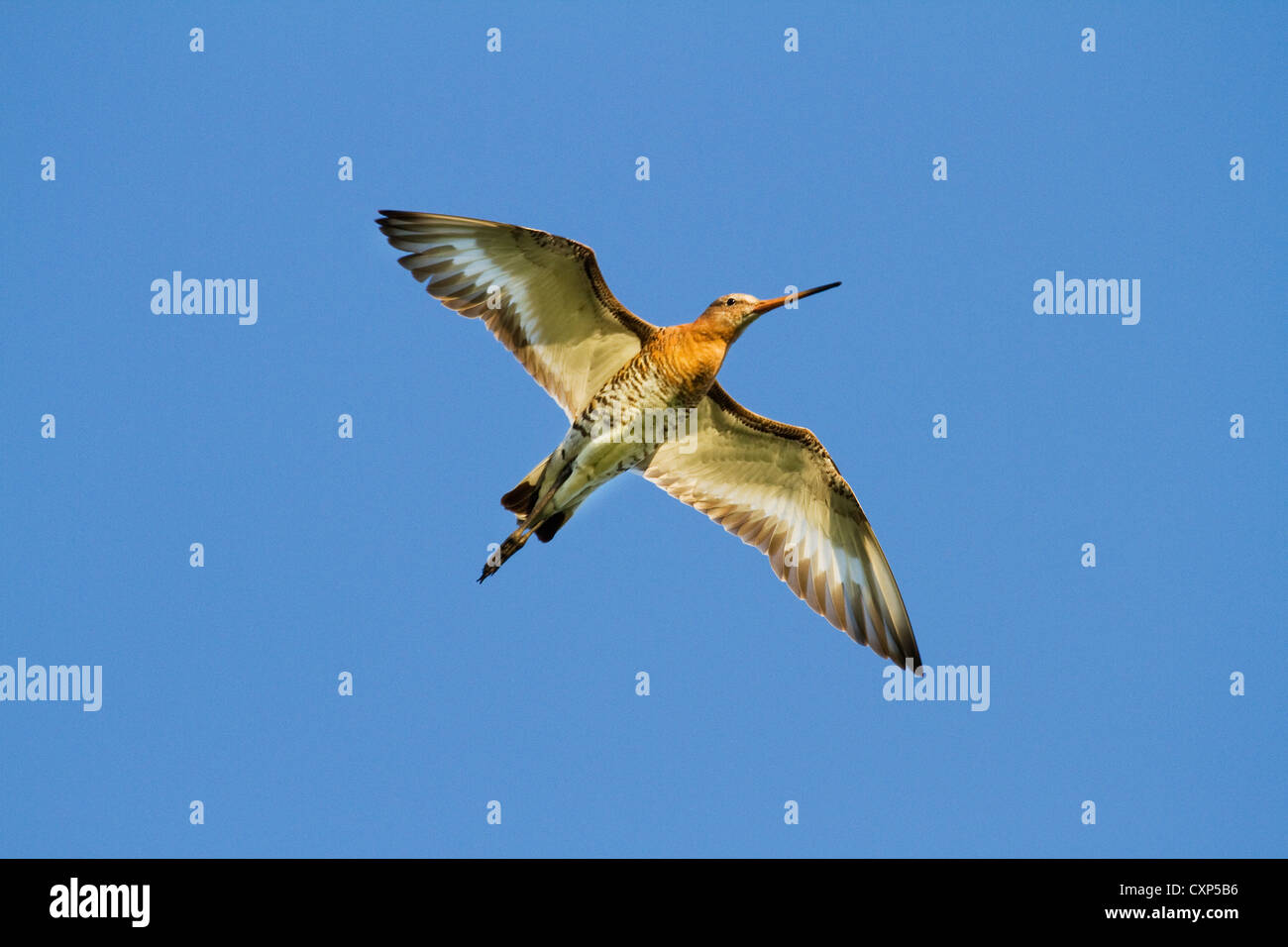 Barge à queue noire (Limosa limosa) en vol Banque D'Images