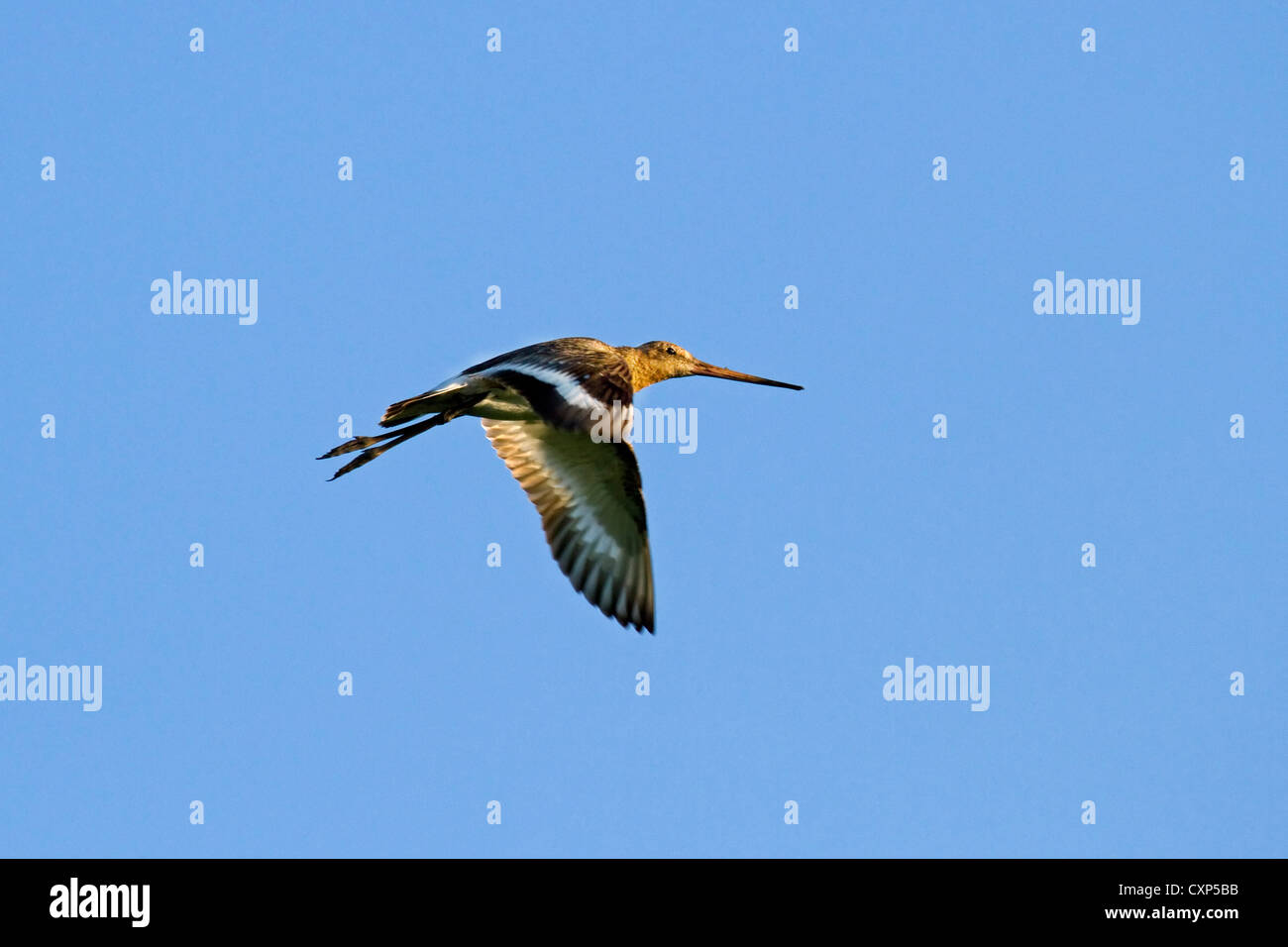 Barge à queue noire (Limosa limosa) en vol Banque D'Images