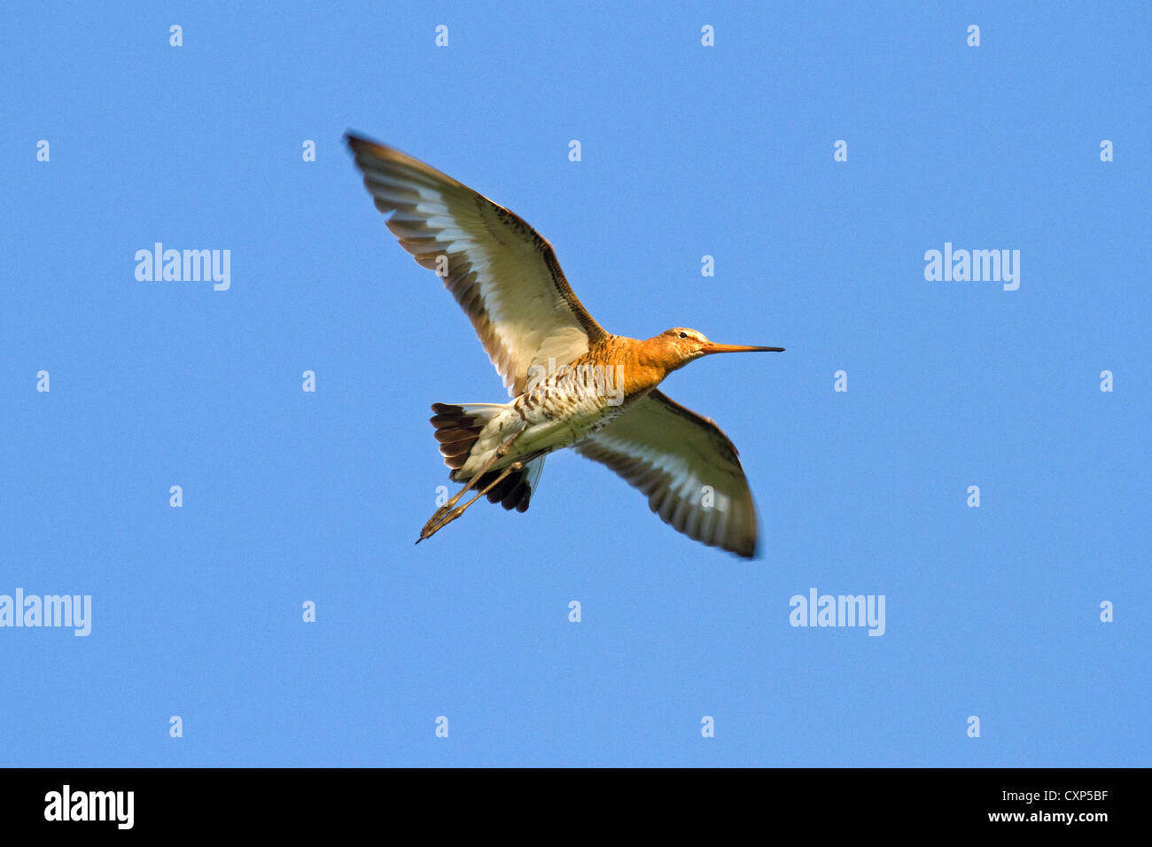 Barge à queue noire (Limosa limosa) en vol Banque D'Images