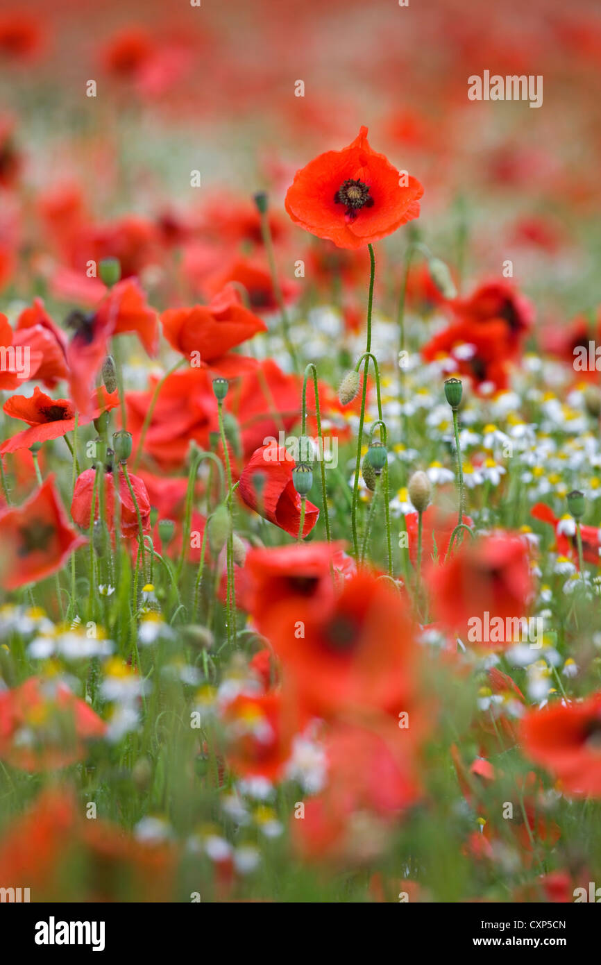 Champ avec red poppies (Papaver rhoeas) et fleurs sauvages colorées au printemps Banque D'Images
