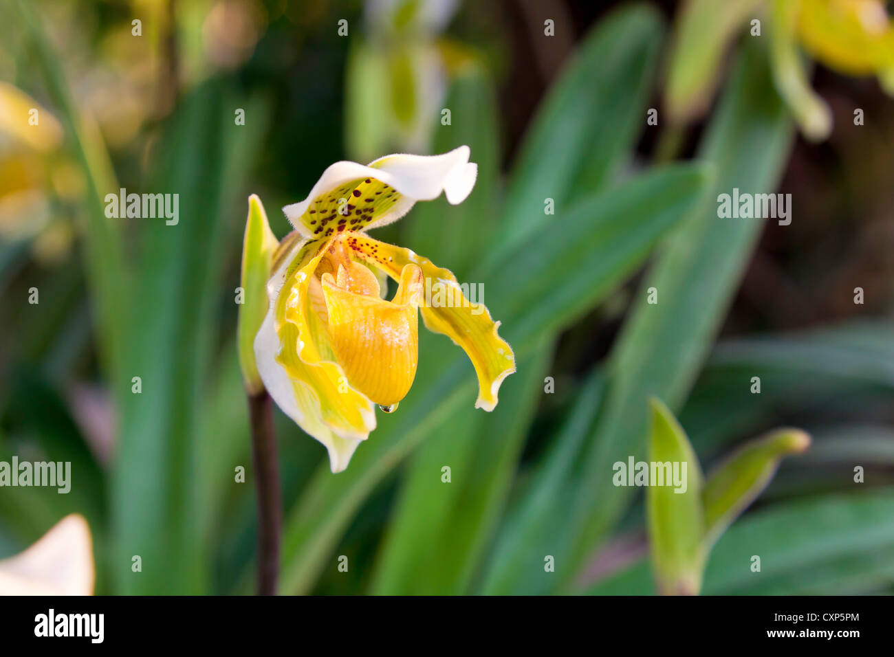 Lady slipper Banque D'Images