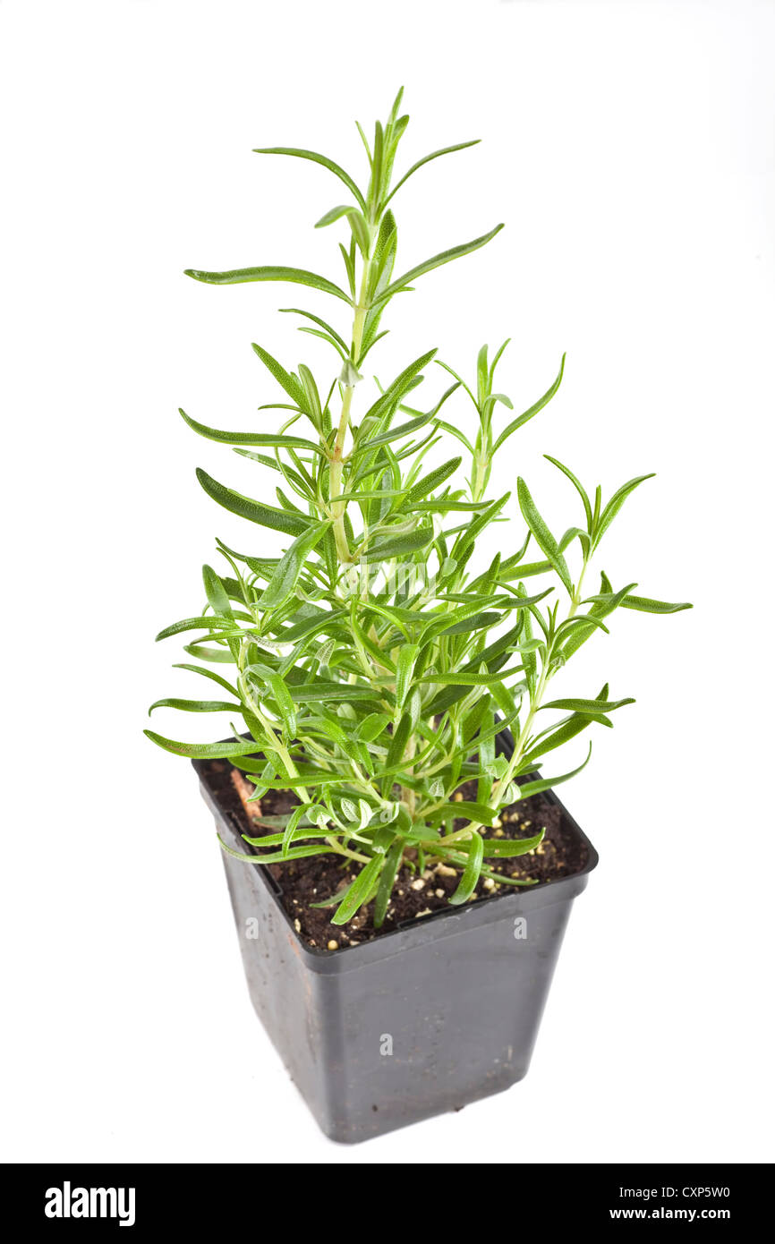 Un jeune plant de romarin frais et en pot dans la serre pour le jardin. Banque D'Images