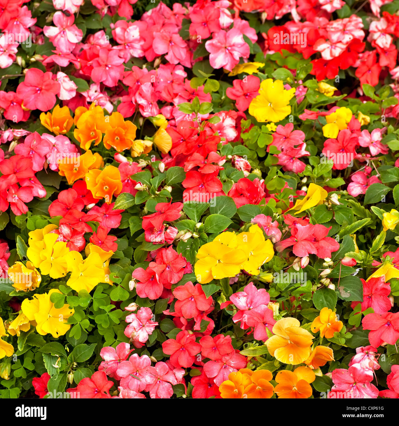 L'impatiens orange et jaune pensées dans un jardin de fleurs d'été. Banque D'Images L'impatiens orange et jaune pensées dans un jardin de fleurs d'été. Banque D'Images