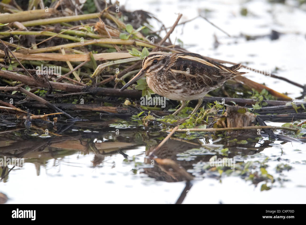 Jack snipe, Lymnocryptes minimus, seul oiseau dans l'eau, dans le Warwickshire, Octobre 2012 Banque D'Images