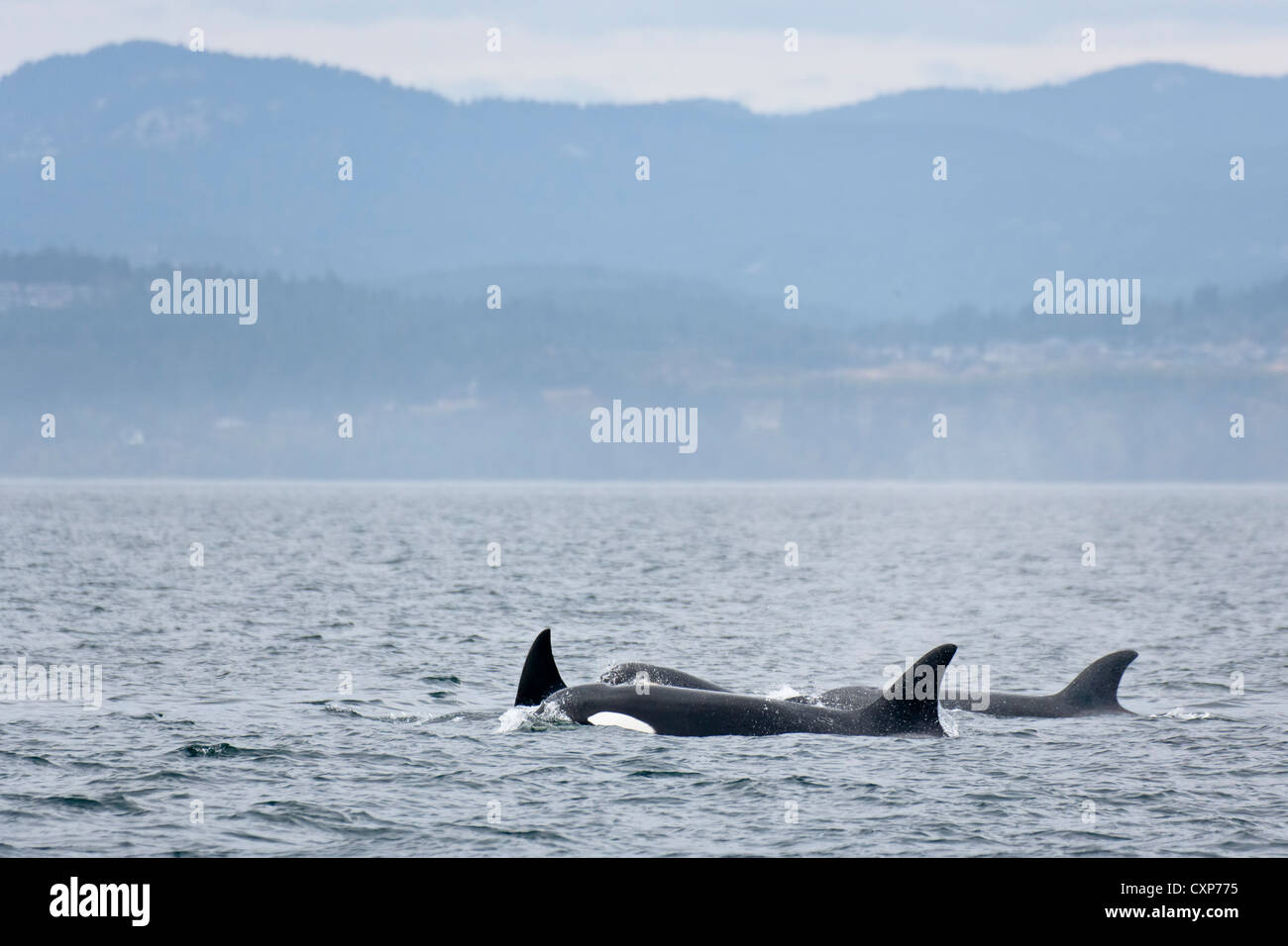 Pod transitoire d'Orca (orque) Juan de Fuca dans Strait-Victoria, British Columbia, Canada. Banque D'Images