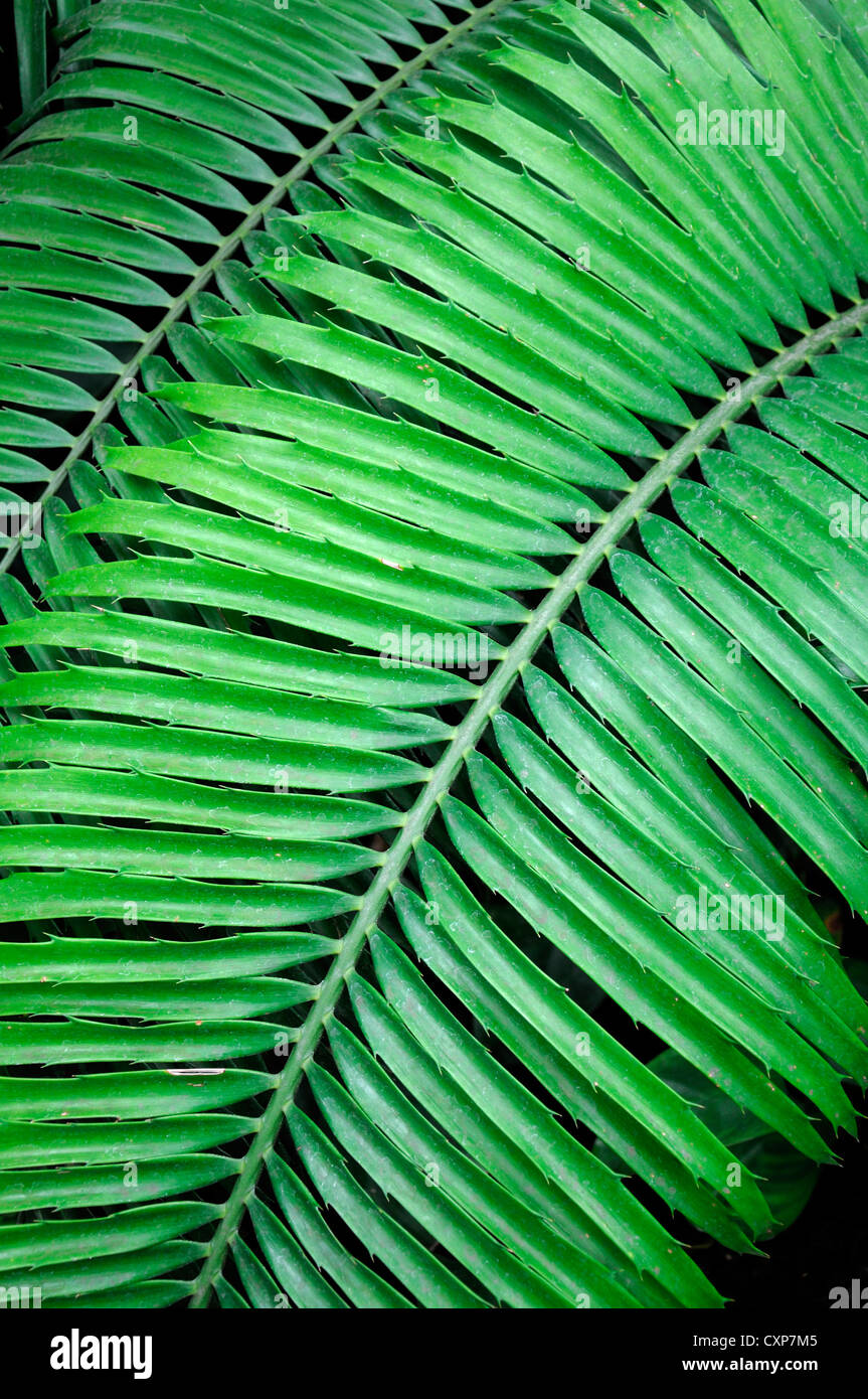 Les feuilles d'Encephalartos villosus Xhosa de cycadales du pauvre forme  naine Plante feuilles de frondes feuillage attrayant Photo Stock - Alamy