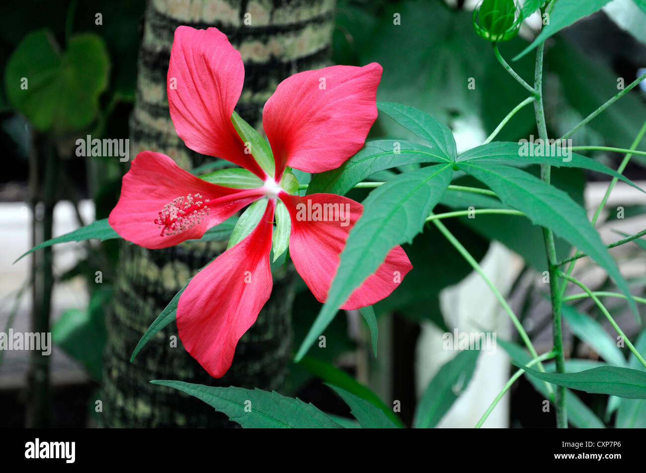 Militaris hibiscus fleur rouge plantes vivaces gros plan portraits tropicaux exotiques arbustes Banque D'Images
