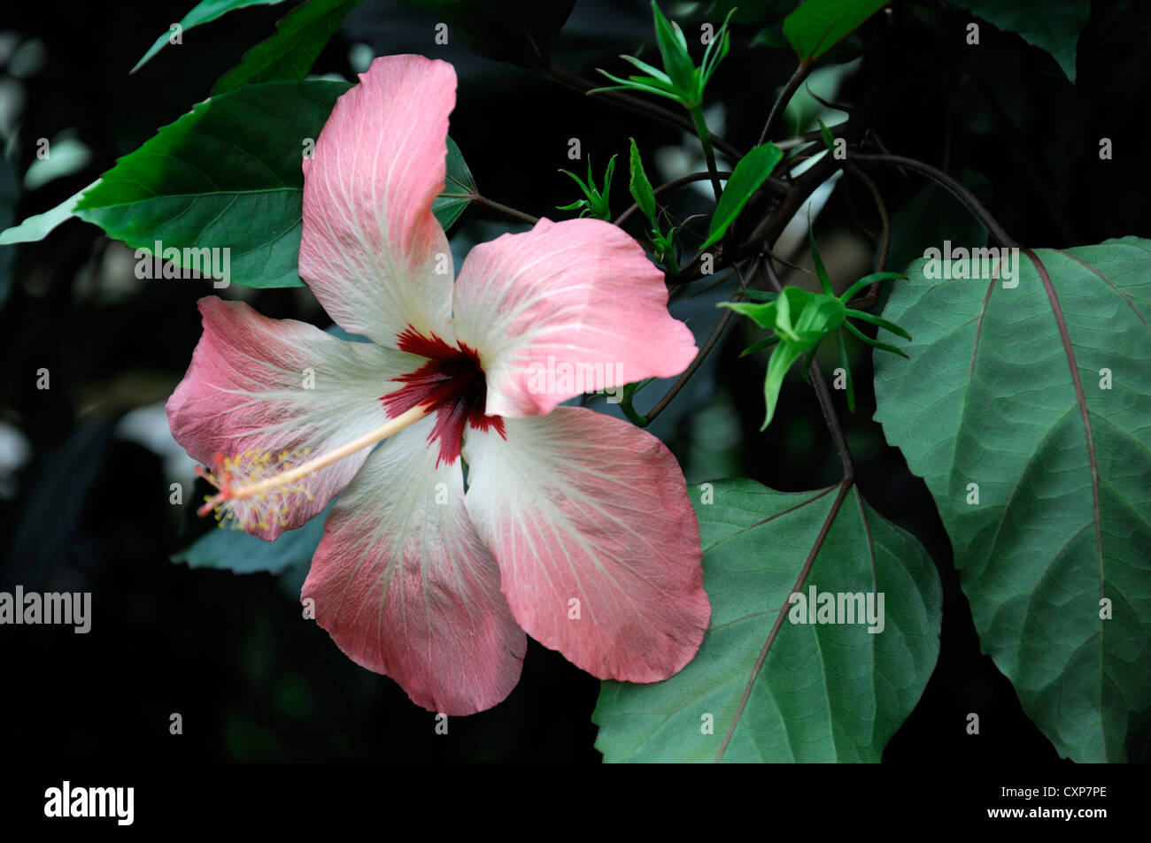 Storckii Hibiscus fleurs plantes vivaces arbustes portraits libre blanc rose tropical exotique bicolore Banque D'Images