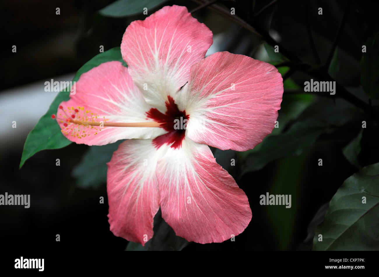 Storckii Hibiscus fleurs plantes vivaces arbustes portraits libre blanc rose tropical exotique bicolore Banque D'Images