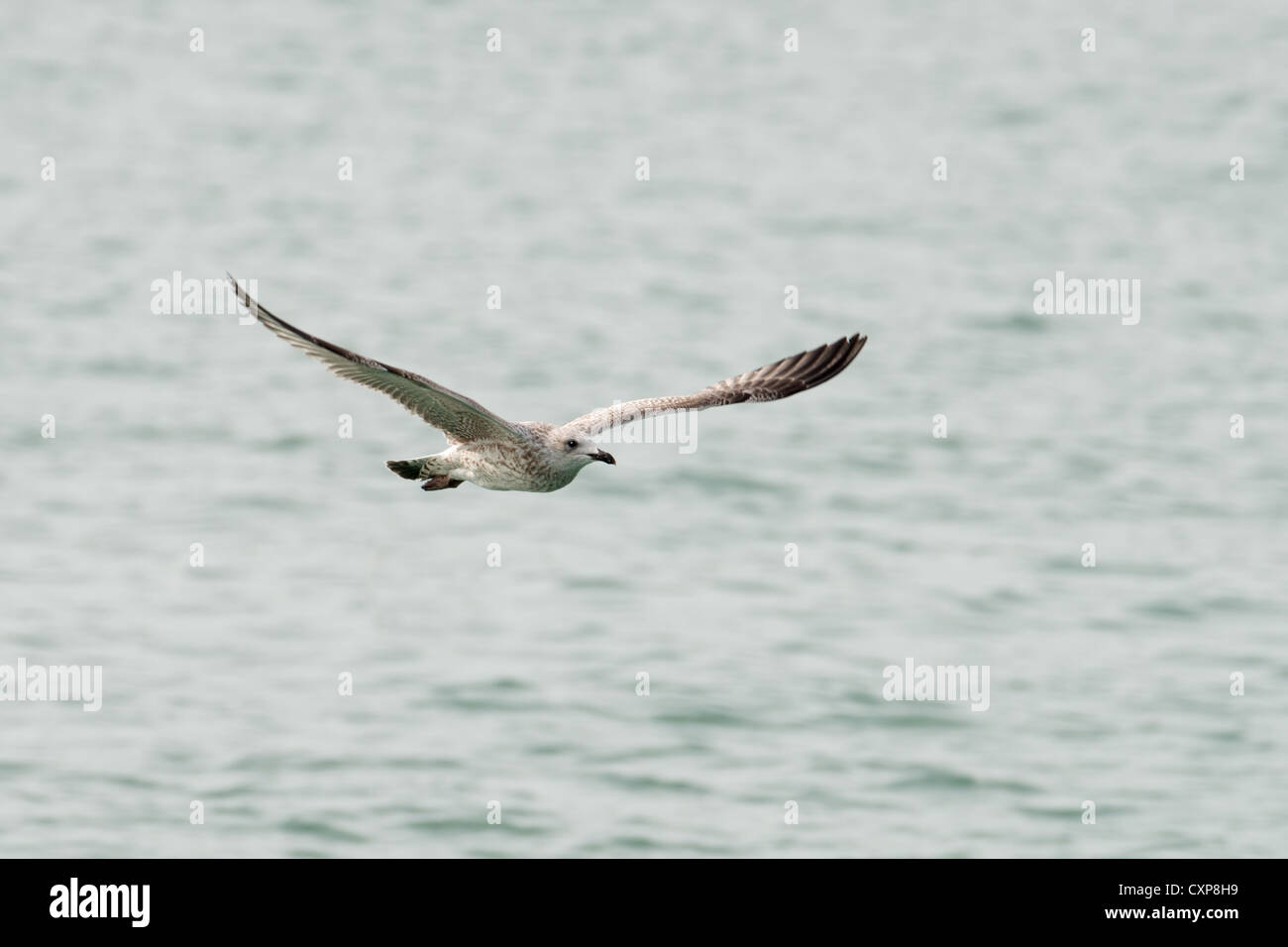 JUVENILE Herring Gull Larus argentatus en vol. UK Banque D'Images