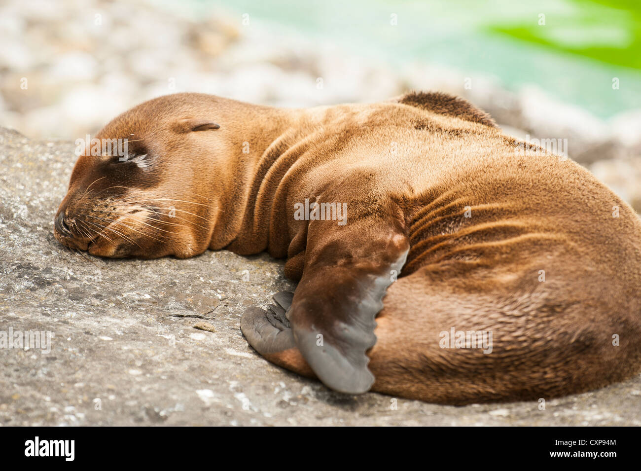Bebe Phoque Couchage Photo Stock Alamy