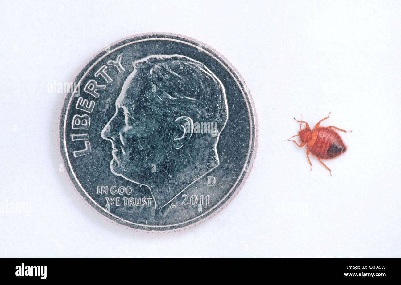 Les punaises de lit adultes commune- (punaises Cimex lectularius) comparativement à une dime Roosevelt nous-10 cents montrant relational taille de insecte. Banque D'Images