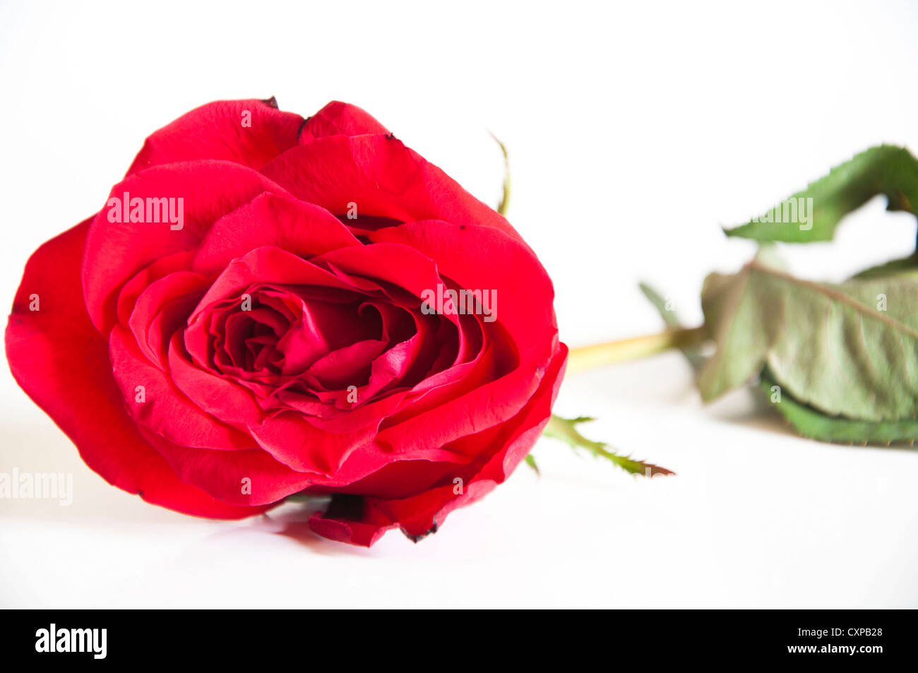 Fleur rose unique placé sur fond blanc pur Banque D'Images