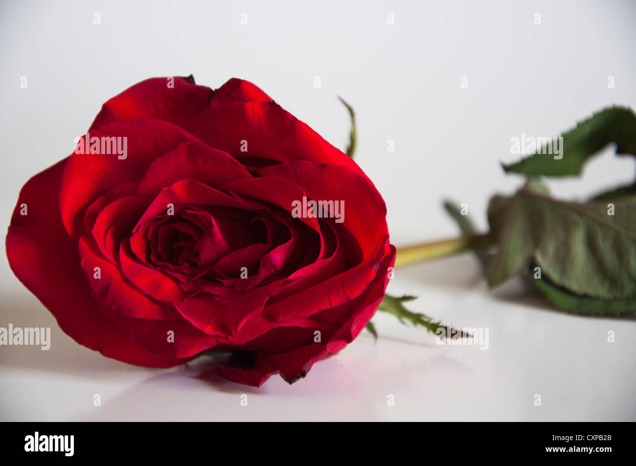 Fleur rose unique placé sur fond blanc pur Banque D'Images