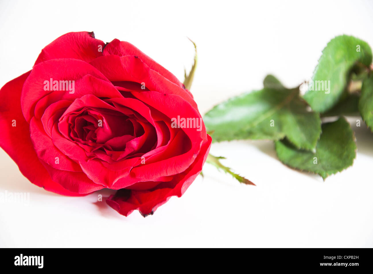 Fleur rose unique placé sur fond blanc pur Banque D'Images