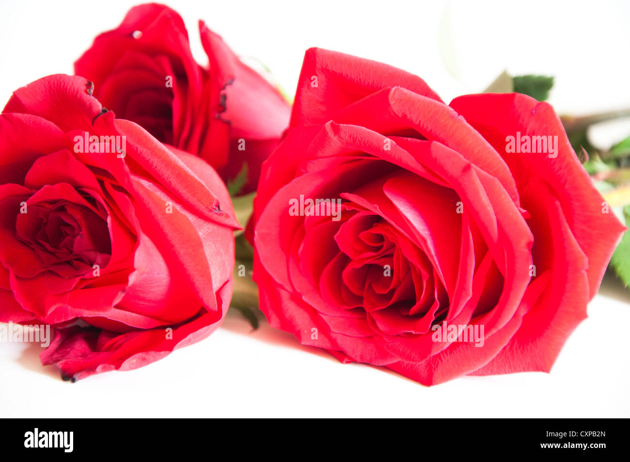 Bouquet de Rose rouge placé sur fond blanc Banque D'Images