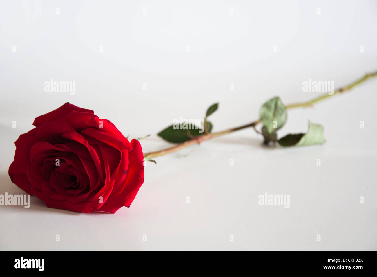 Fleur rose unique placé sur fond blanc pur Banque D'Images