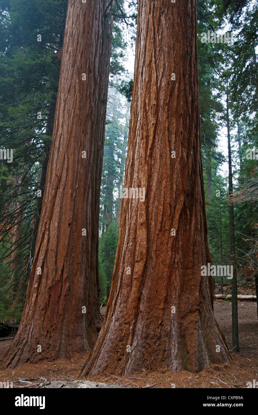 Deux arbres Séquoia géant (Sequoiadendron giganteum), Sequoia National Park, Californie, États-Unis d'Amérique Banque D'Images