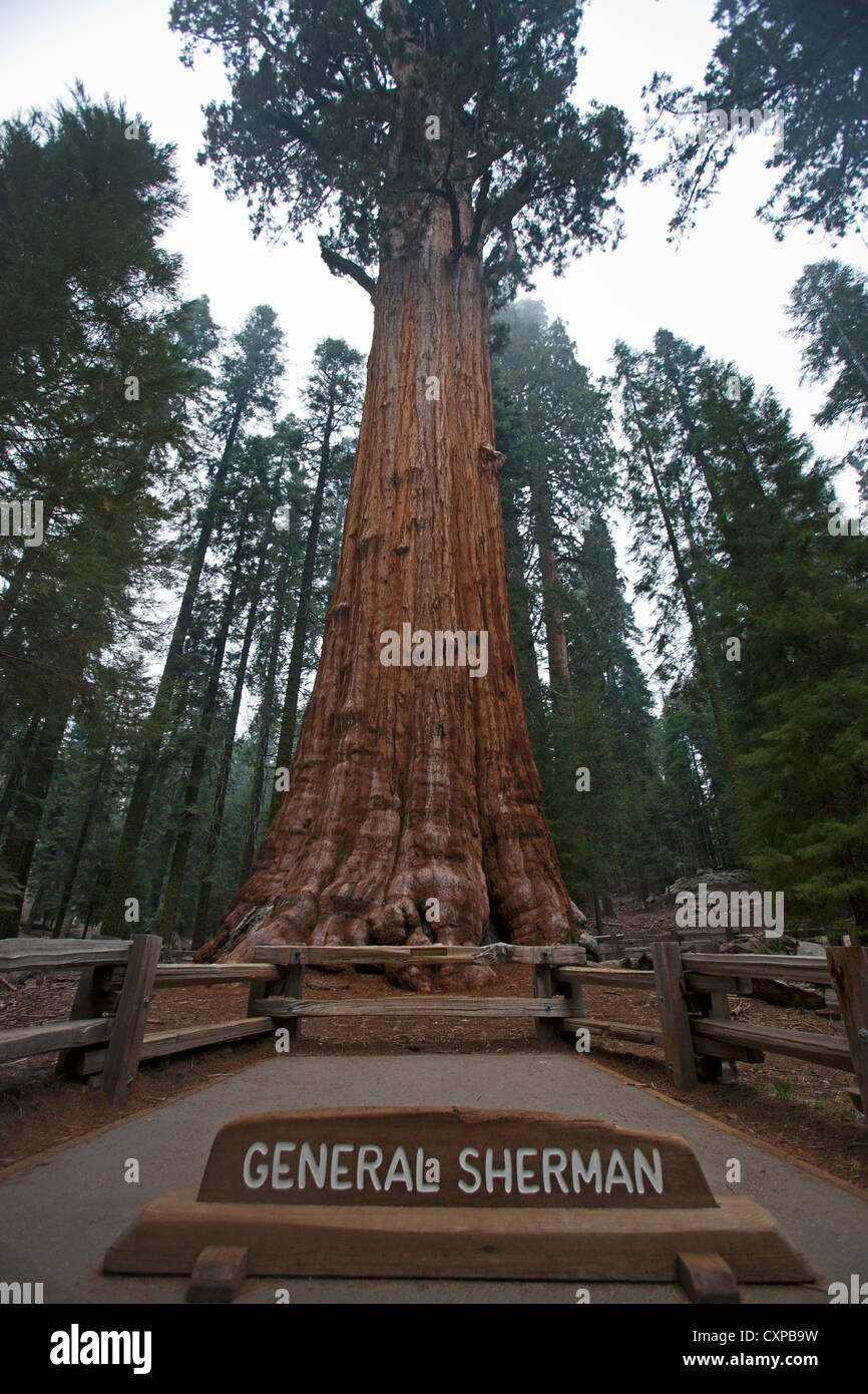 General Sherman, un arbre Séquoia géant (Sequoiadendron giganteum