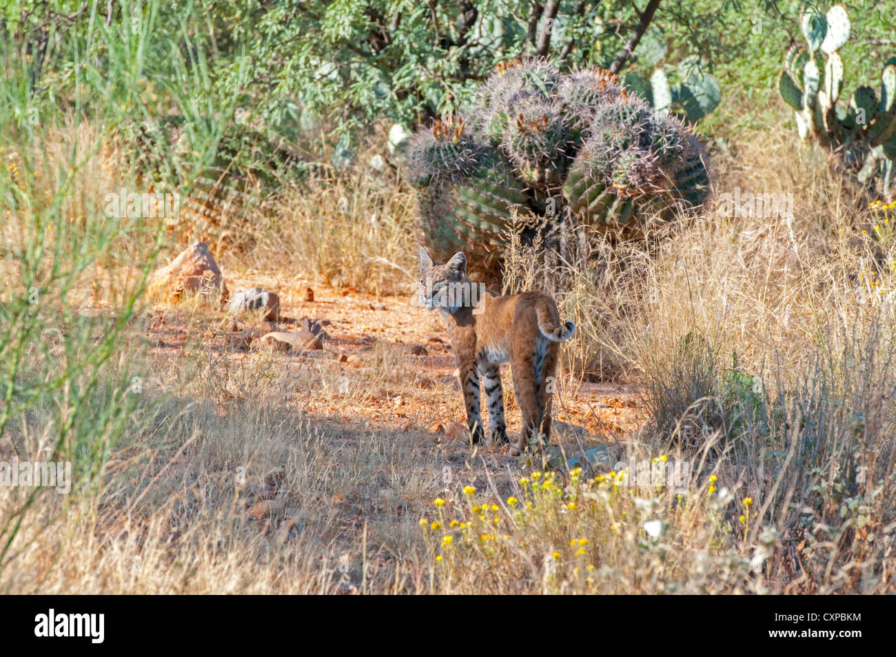 Le lynx roux Lynx rufus Tucson, Arizona, United States 1 femelles adultes Octobre Félidés Banque D'Images