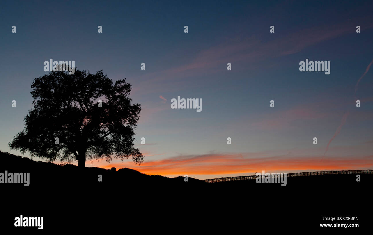 Vue d'un grand chêne au coucher du soleil, HammerSky vignoble, Paso Robles, Californie, États-Unis d'Amérique Banque D'Images