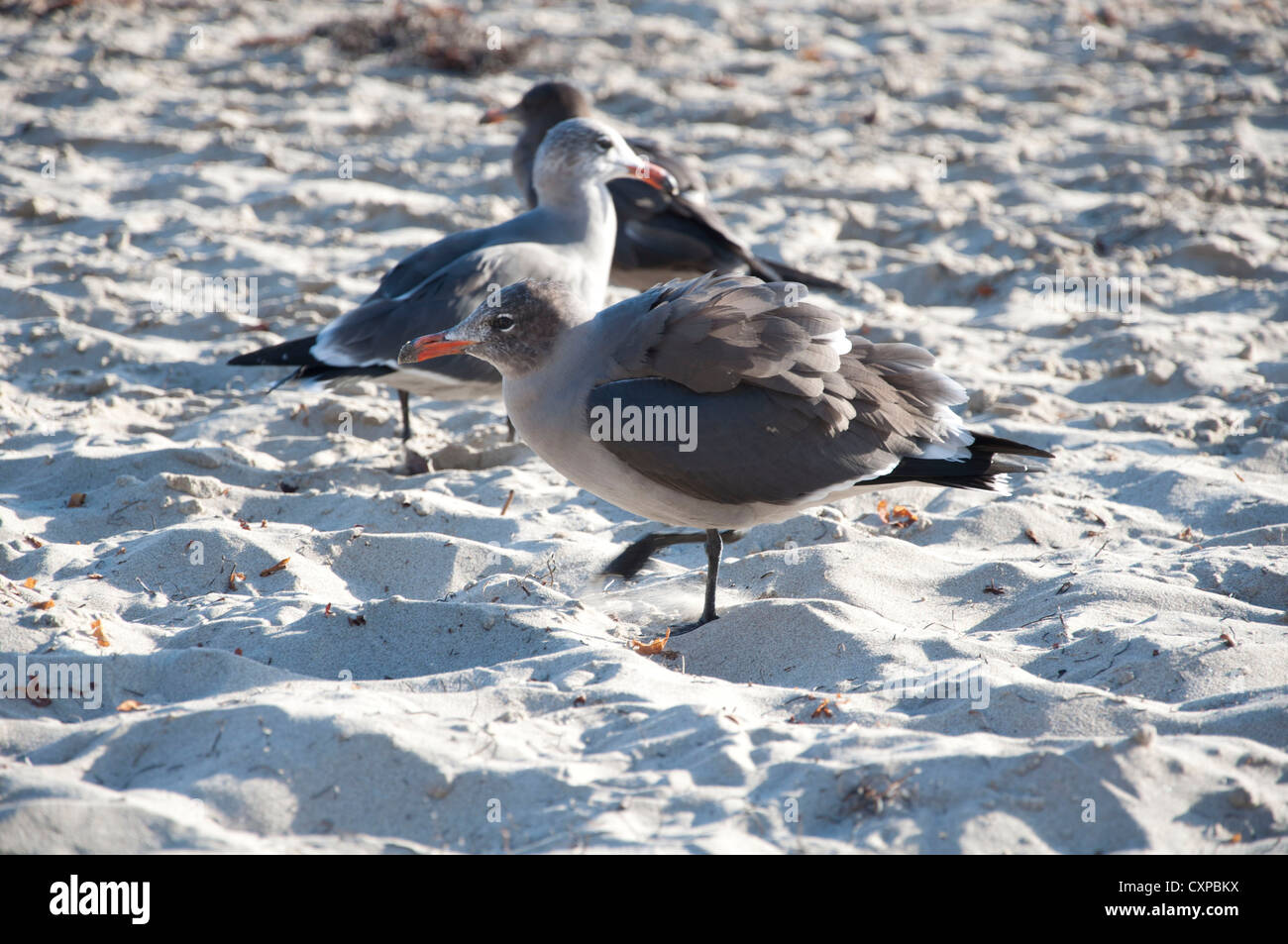 Les mouettes sur la plage de sable de la Californie dans l'article Banque D'Images
