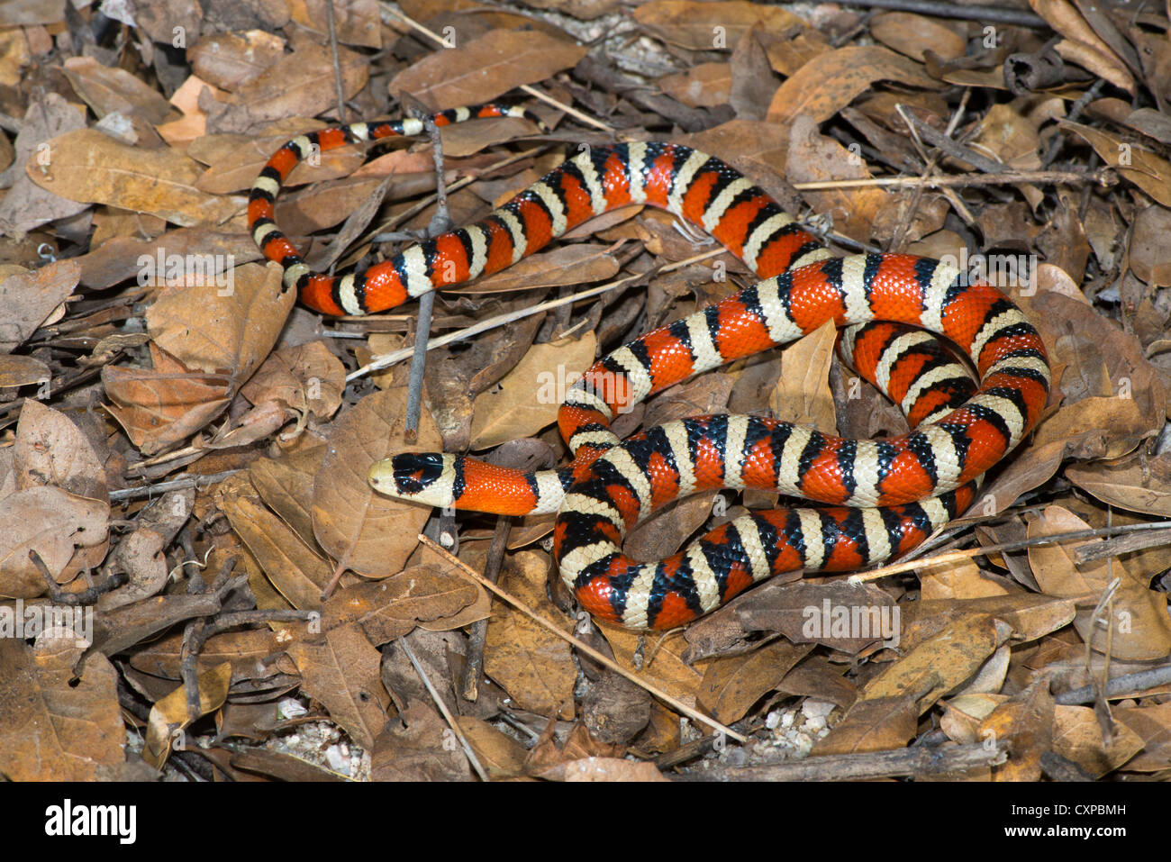 Lampropeltis pyromelana Sonoran Mountain Kingsnake pyromelana Canyon broussailleux, Huachuca Mountains, Comté de Cochise, Arizona, United Banque D'Images