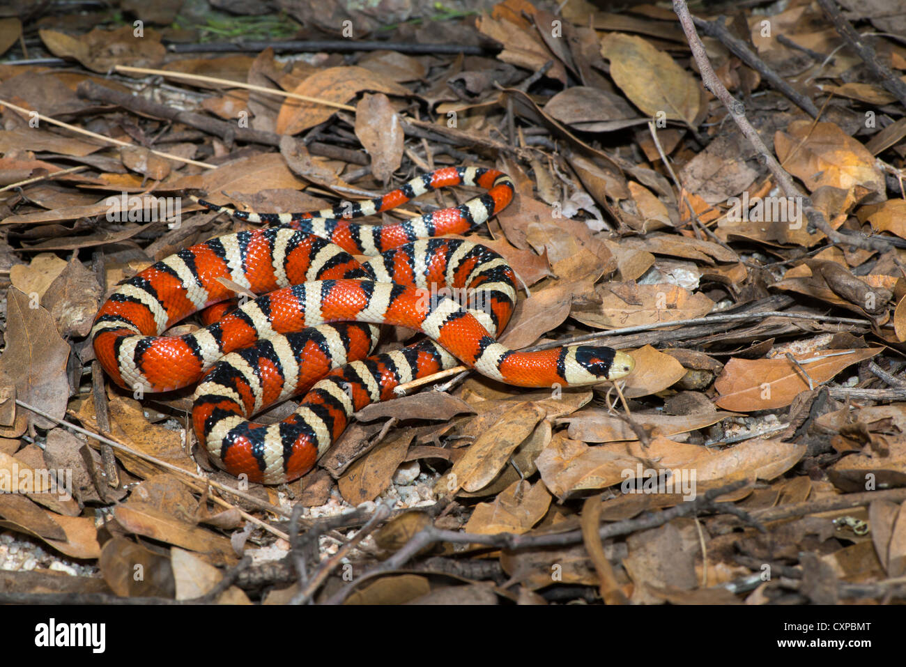 Lampropeltis pyromelana Sonoran Mountain Kingsnake pyromelana Canyon broussailleux, Huachuca Mountains, Comté de Cochise, Arizona, United Banque D'Images