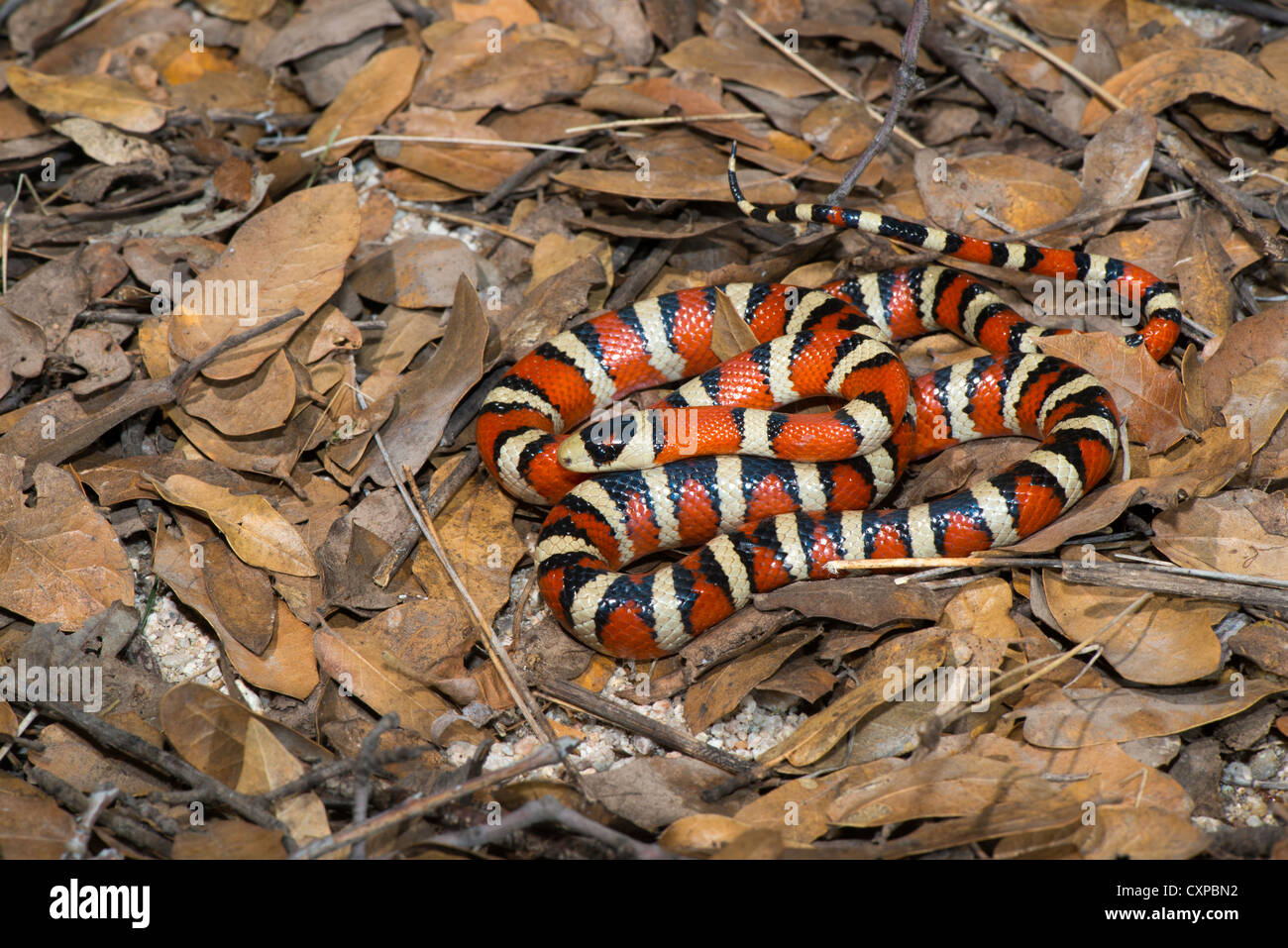 Lampropeltis pyromelana Sonoran Mountain Kingsnake pyromelana Canyon broussailleux, Huachuca Mountains, Comté de Cochise, Arizona, United Banque D'Images