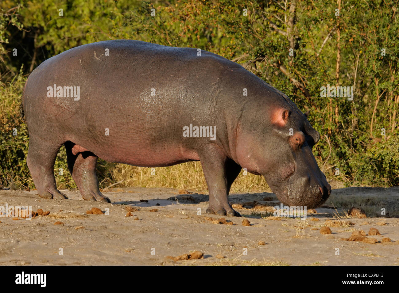Hippopotame (Hippopotamus amphibius), Sabie-Sand nature reserve, Afrique du Sud Banque D'Images