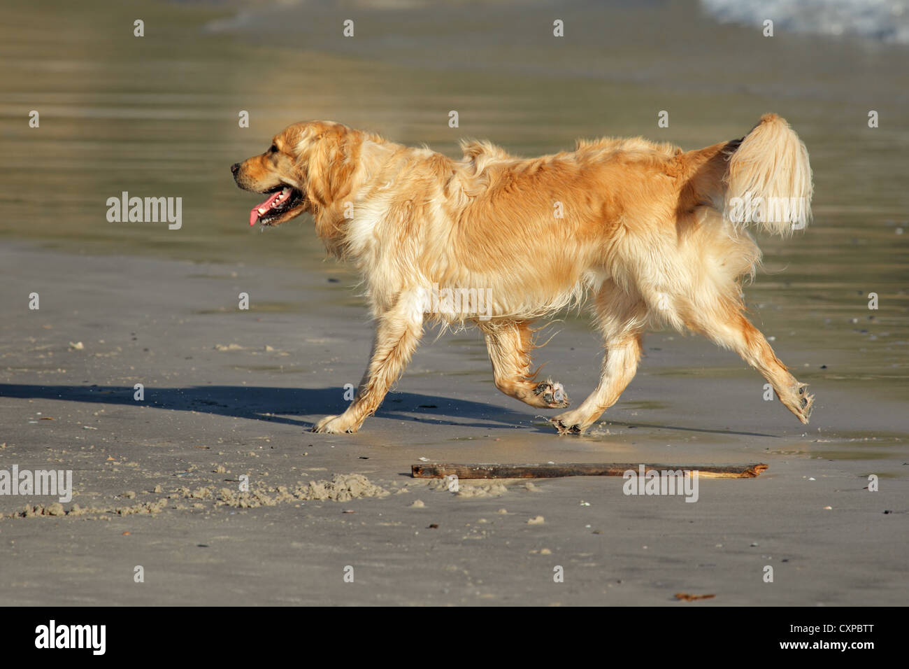 Golden retriever exécutant et jouer sur la plage Banque D'Images