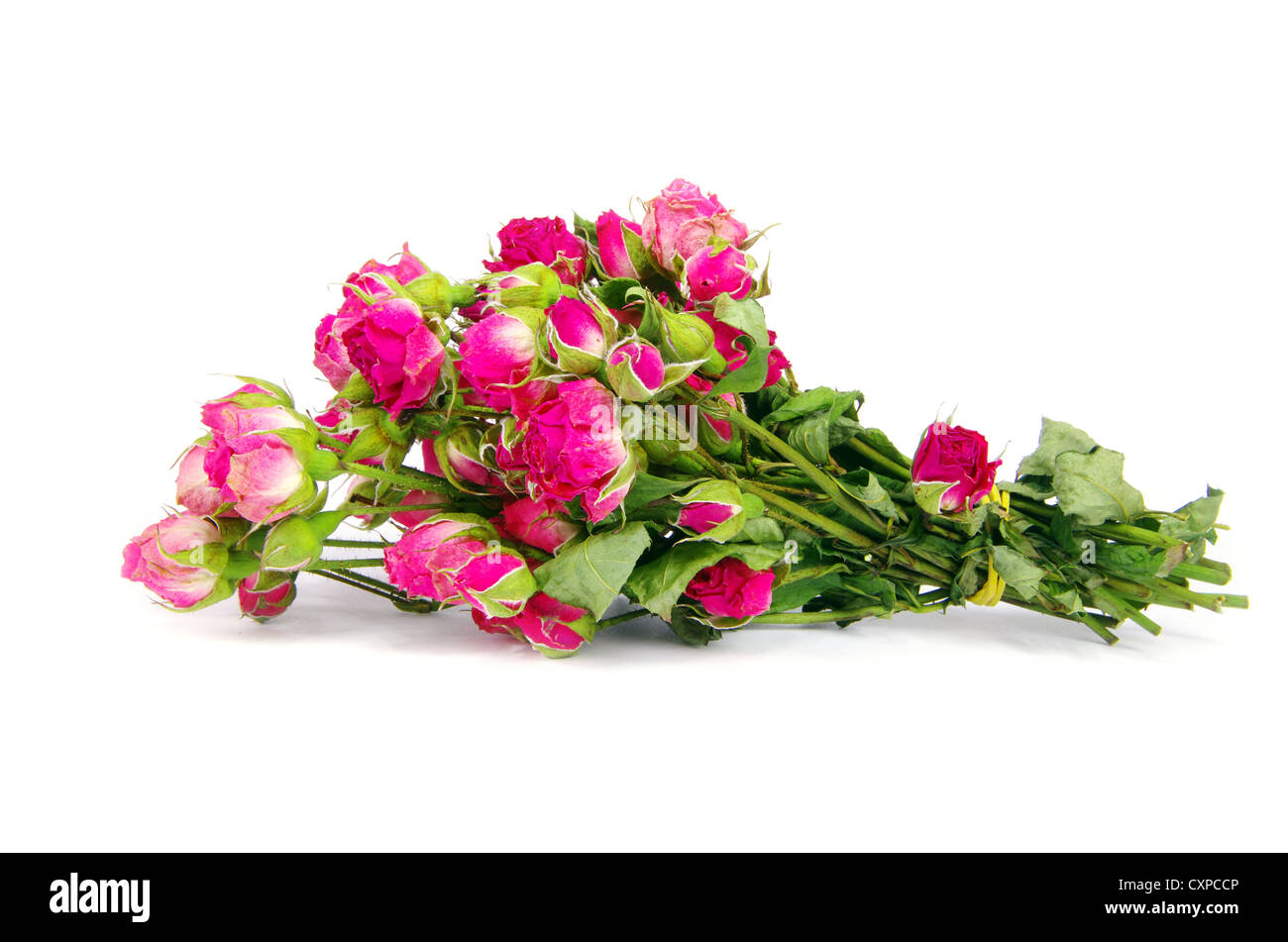 Gros plan sur une des roses rouges Banque D'Images