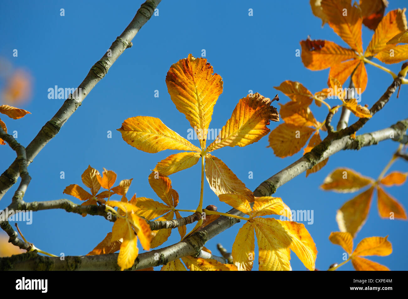 Les feuilles d'automne contre un ciel bleu england uk Banque D'Images