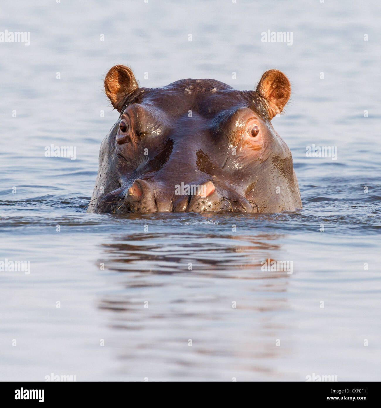 Close-up of a la tête de l'Hippopotame (Hippopotamus amphibius) en partie submergé dans le delta de l'Okavango, head voir avant Banque D'Images