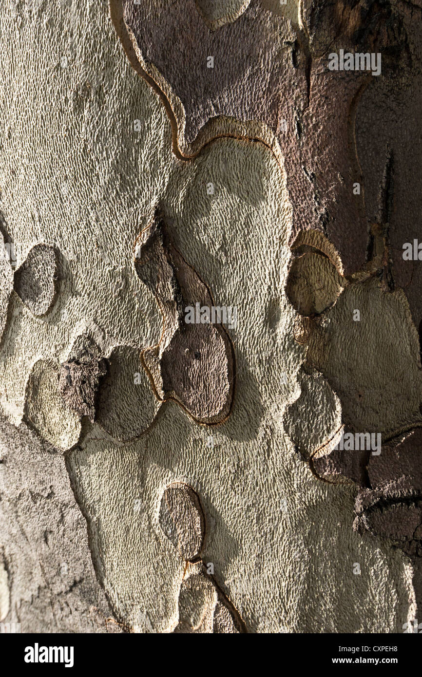 Détail de l'écorce d'un arbre plan de Londres (Platanus x acerifolia, un hybride de P orientalis abd P occidentalis) Banque D'Images