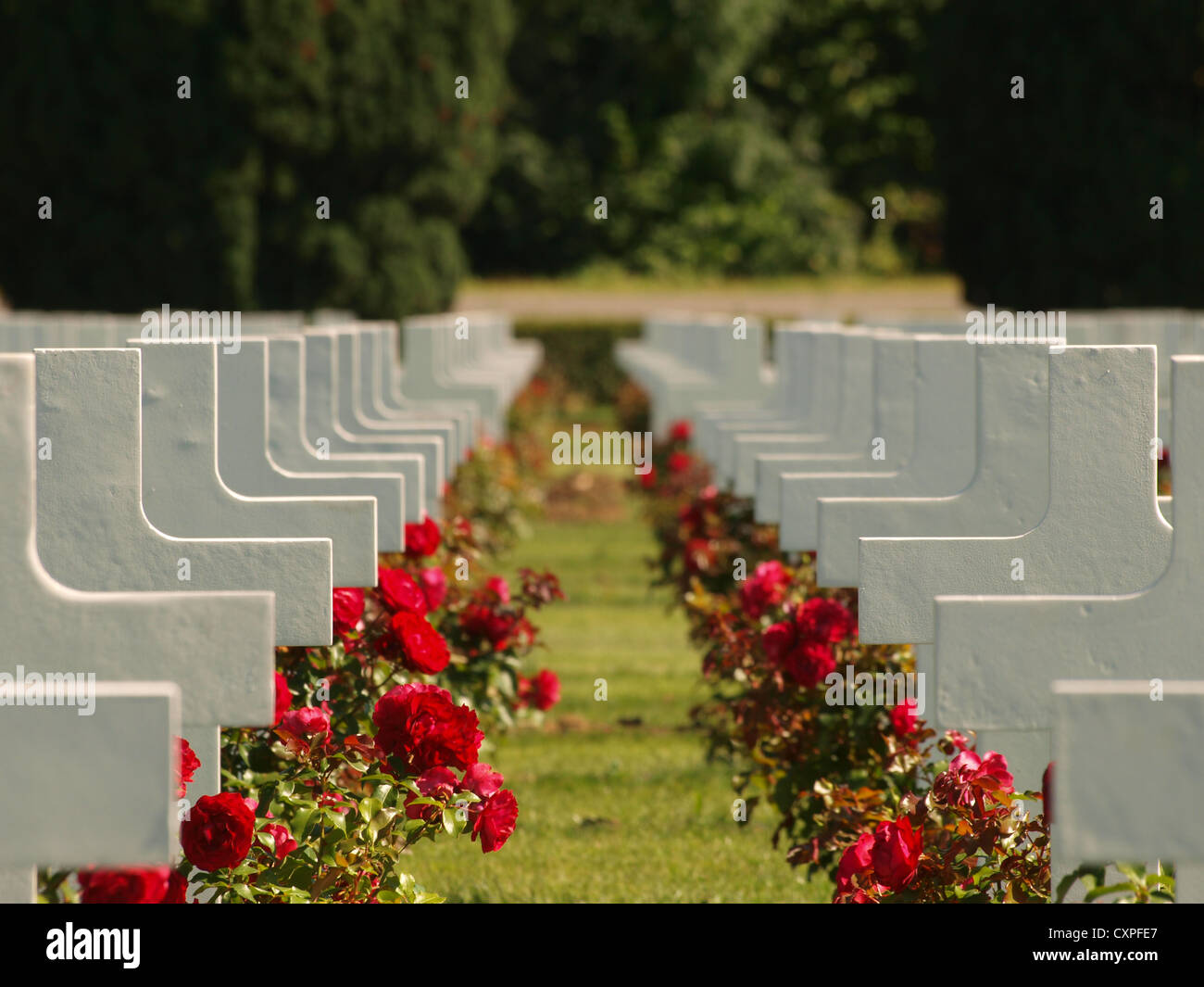 Roses et des croix à Douaumont ossuaire Banque D'Images