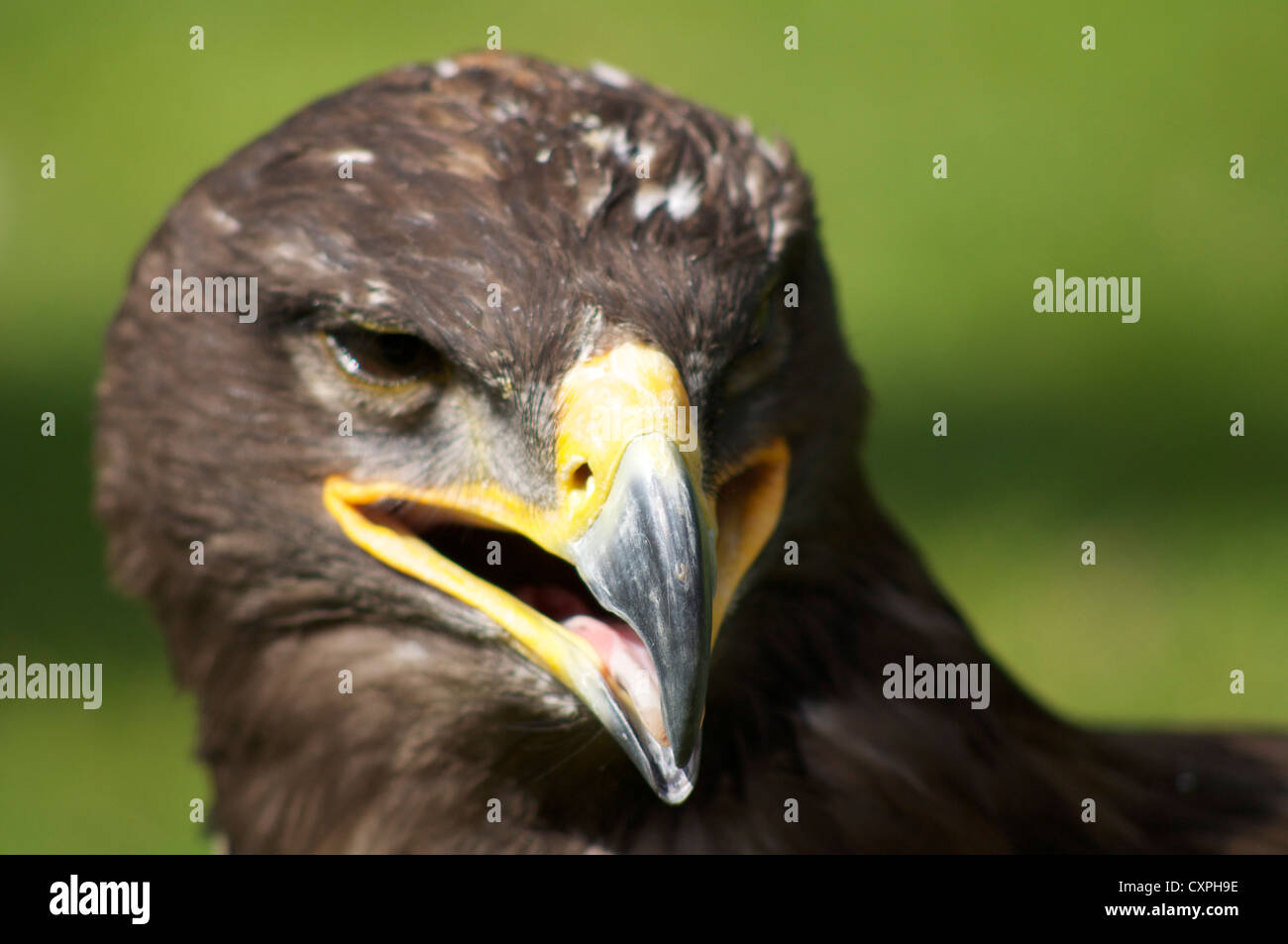 Oiseau de proie à l'école anglaise de la Fauconnerie et des oiseaux de proie dans le centre de Biggleswade Angleterre Banque D'Images