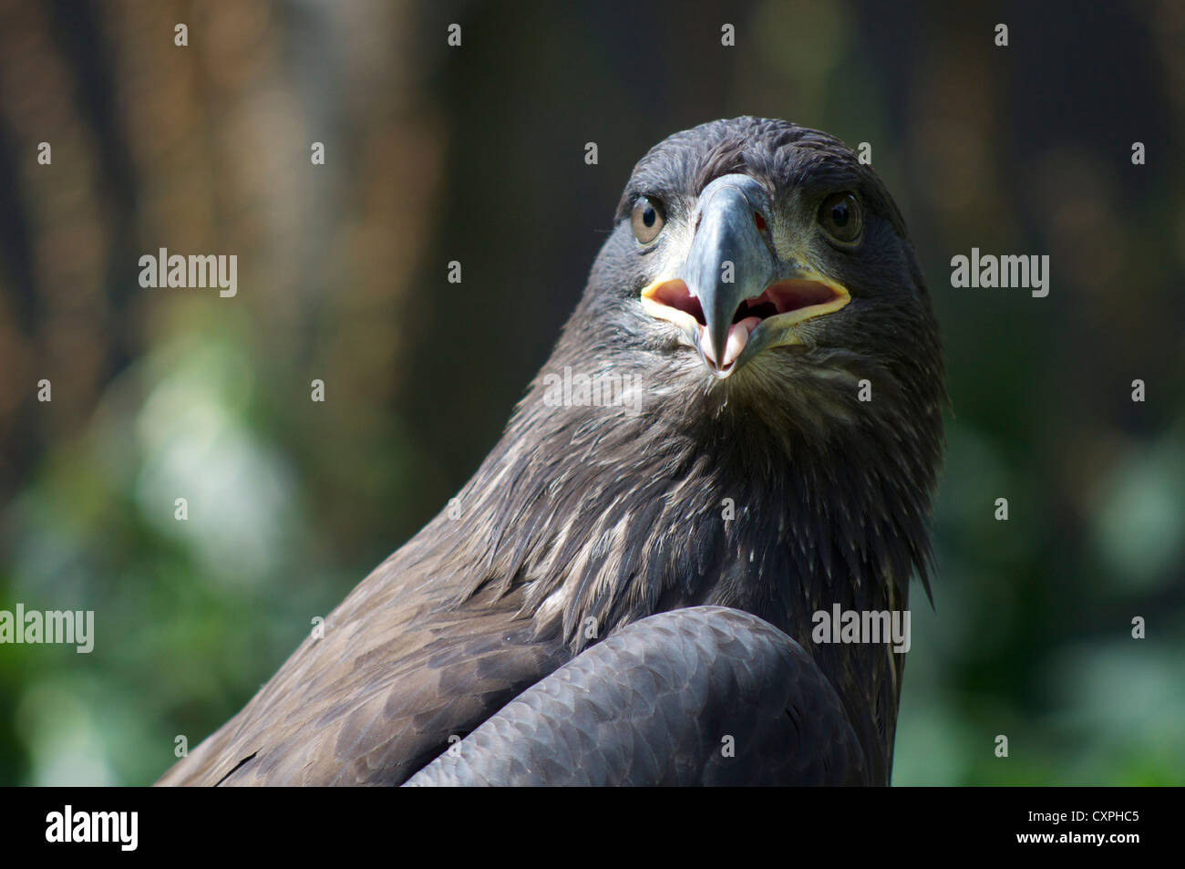 Oiseau de proie à l'école anglaise de la Fauconnerie et des oiseaux de proie dans le centre de Biggleswade Angleterre Banque D'Images