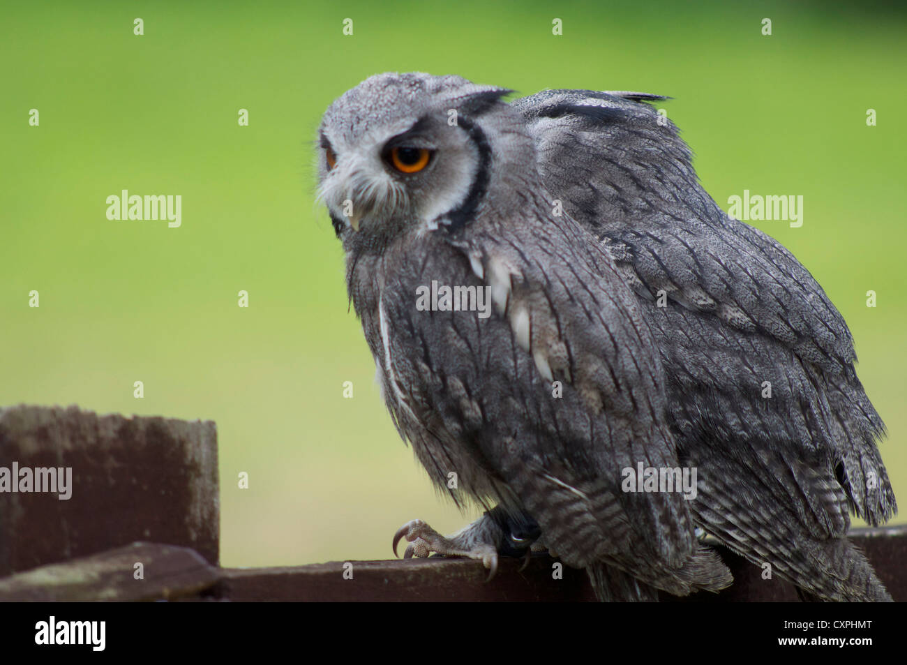 Les hiboux Scops sitting on fence en Angleterre Banque D'Images Les hiboux Scops sitting on fence en Angleterre Banque D'Images