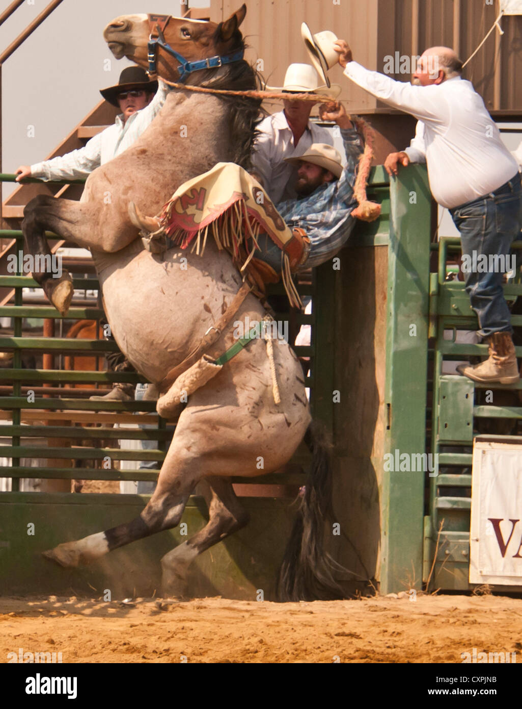 Cowboy coincé dans la chute de cheval au cours de la Selle Bronc Événement au rodéo, California, USA Banque D'Images