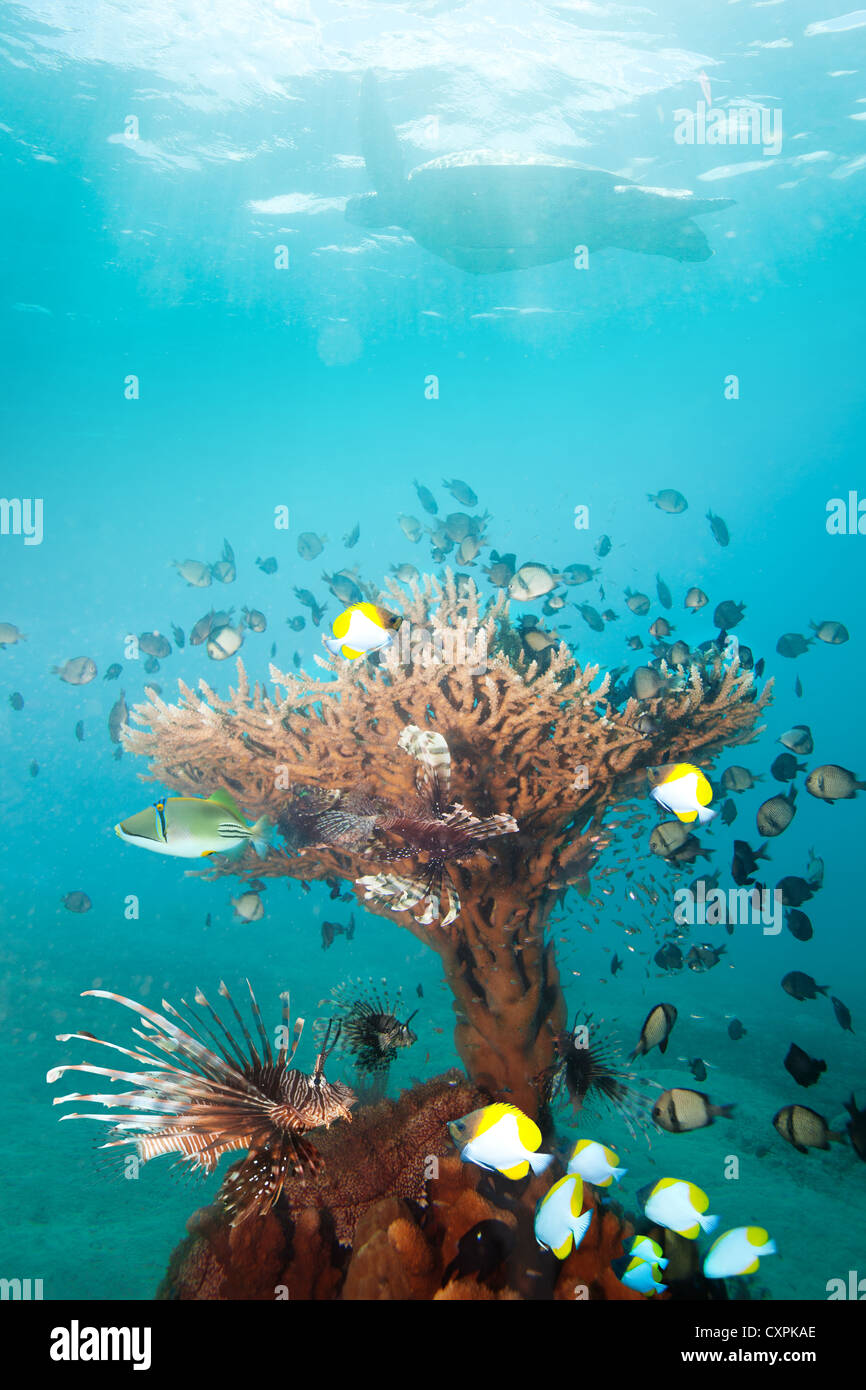 Beaux coraux autonome avec de nombreux poissons y compris poissons lion et tortue sur l'arrière-plan. Banque D'Images
