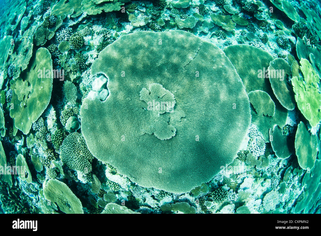 Coral reef avec table Coral, Maldives, océan Indien, sous l'eau Banque D'Images