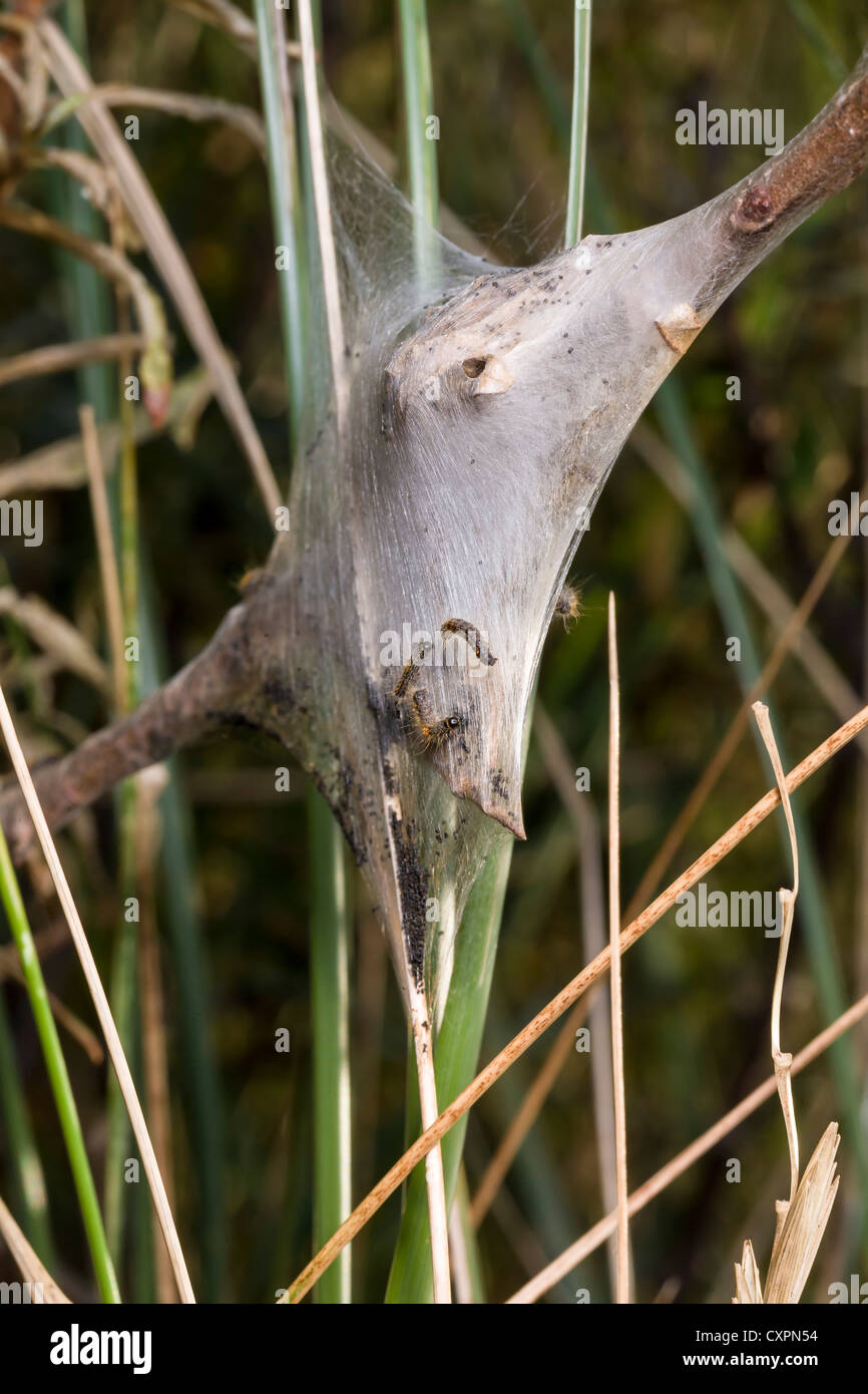 Brown-tail moth chenilles et nid de soie à rejeter la tête, East Yorkshire, Angleterre Banque D'Images