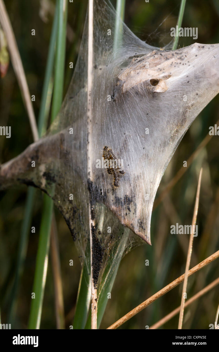 Brown-tail moth chenilles et nid de soie à rejeter la tête, East Yorkshire, Angleterre Banque D'Images