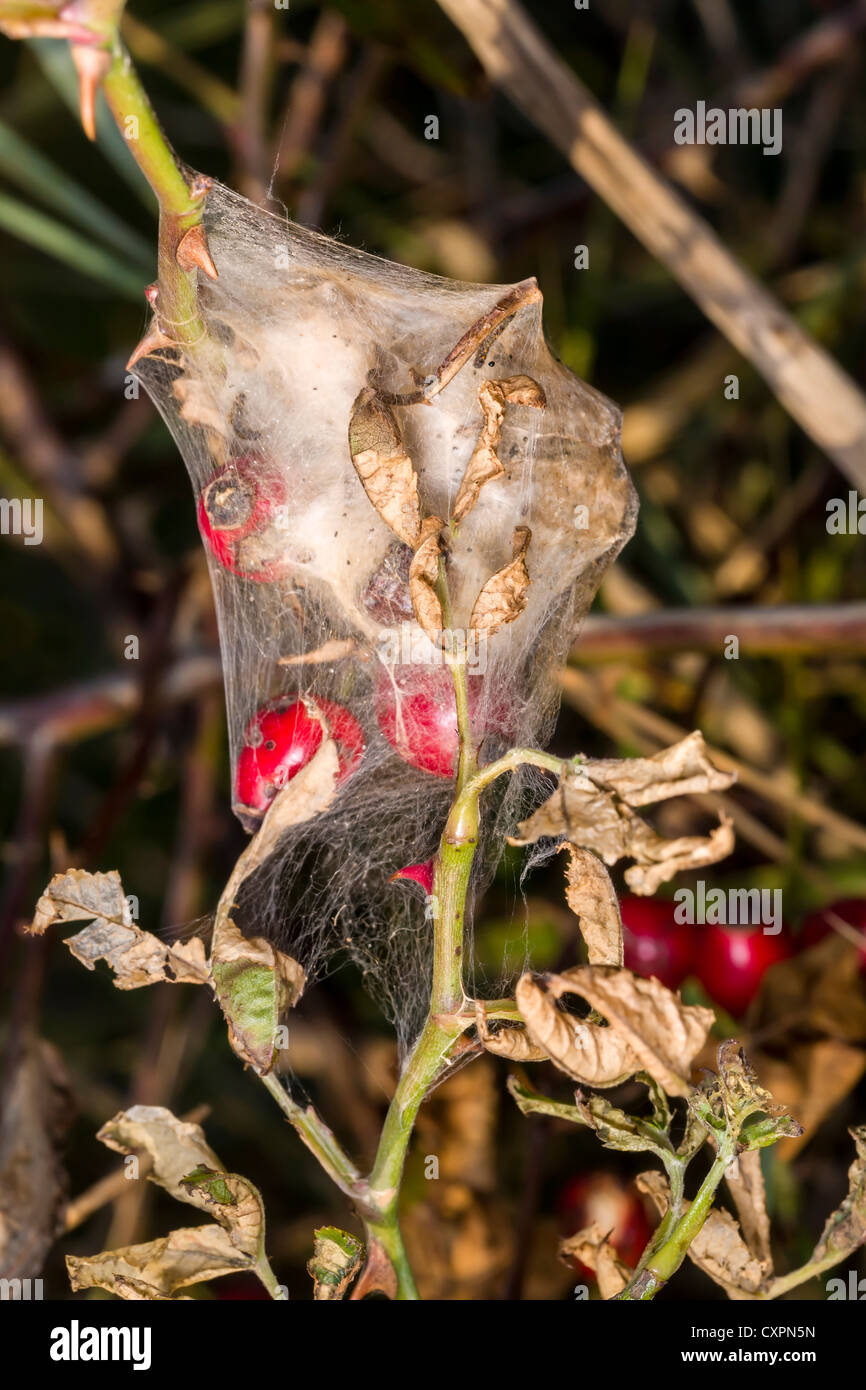 Brown-tail moth nid de soie à rejeter la tête, East Yorkshire, Angleterre Banque D'Images